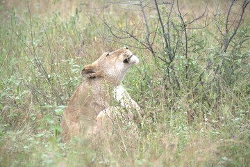Fototapeta premium lion in the grass