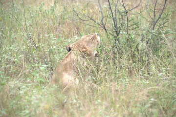 lion in the grass