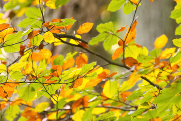 green, red and yellow leaves in the sunlight, beech tree with colourful autumn leaves, trees with golden and green leaves, morning sun shining on the colourful foliage