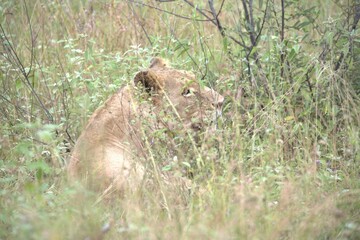 lion in the grass