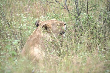 lion in the grass