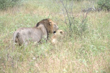 lion in the grass