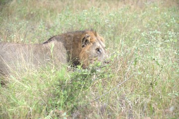 lion in the grass