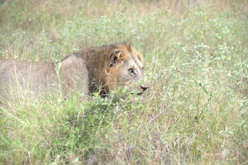 lion in the grass
