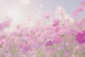 Obraz premium Field of pink cosmos flowers blooming in spring for wallpaper and greeting cards.