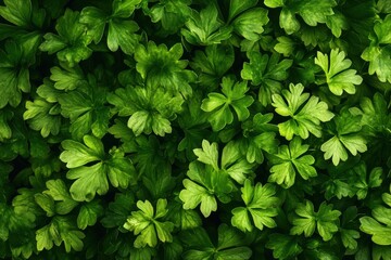 Close up of fresh parsley leaves, culinary and garnishing uses.