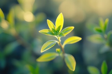 Obraz premium Fresh green plant with leaves in nature, for botanical illustration and environmental projects.