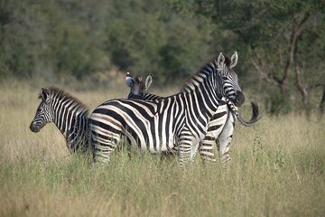 Fototapeta premium zebra in the wild