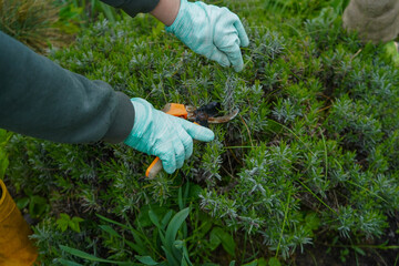 Naklejka premium A gloved hand grips pruning shears while trimming a lavender plant. Seasonal gardening tasks include bush pruning.