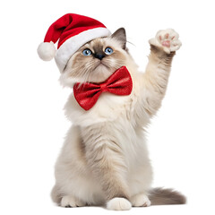 cat in santa hat