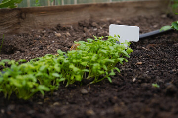 white empty sign next to the seedlings of plants on black soil side view