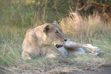 lion in the grass