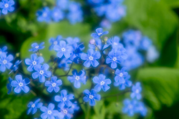 Soft focus close-up of delicate blue forget-me-not flowers blooming in a lush green spring garden, creating a serene and beautiful natural scene