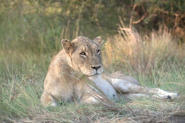 lion in the grass