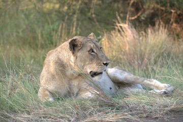 lion in the grass