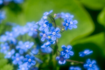 Soft focus close-up of delicate blue forget-me-not flowers blooming in a lush green spring garden, creating a serene and beautiful natural scene