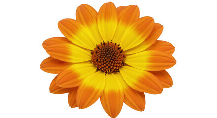 Isolated Orange Daisy