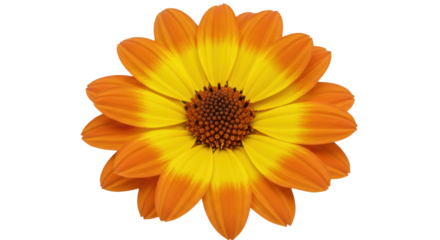 Isolated Orange Daisy