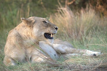 lion in the grass