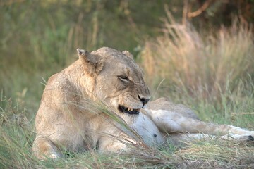 lion in the grass