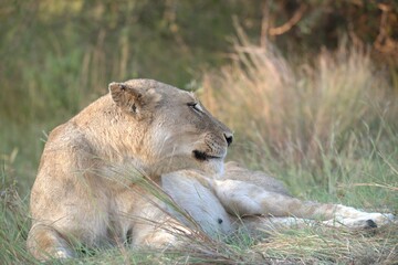 Fototapeta premium lion in the grass