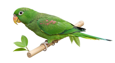 Isolated Green Parrot