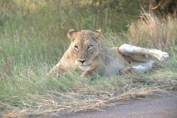 lion in the grass