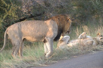 lion in the grass