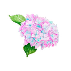 Obraz premium Pink and blue hydrangea flower hand drawn in watercolor. Isolated on white background.