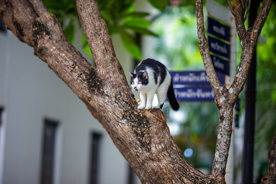Blurred background of a fast moving pet cat running and waiting for food during the day.