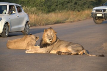 Lion on the road , Animal of africa