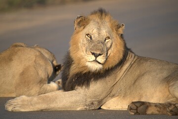 Lion on the road , Animal of africa