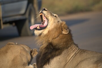 Lion on the road , Animal of africa