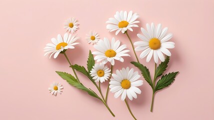 Fototapeta premium Elegant arrangement of white daisies on a soft pastel pink surface backdrop