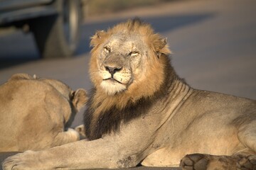 Lion on the road , Animal of africa