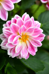 Il fiore della Dalia con i suoi petali colorati