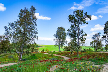 Serene spring morning.