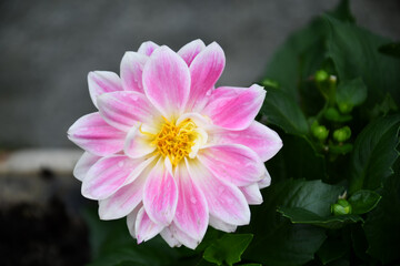 Il fiore della Dalia con i suoi petali colorati