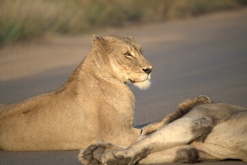 Lion on the road , Animal of africa