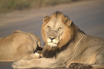 Lion on the road , Animal of africa