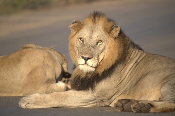 Lion on the road , Animal of africa