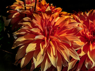 View of dahlia in the garden. Variety - Babylon Brons
