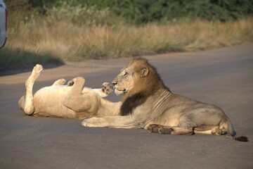 Lion on the road , Animal of africa