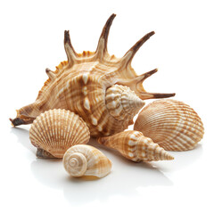  Seashell Collection on White Background