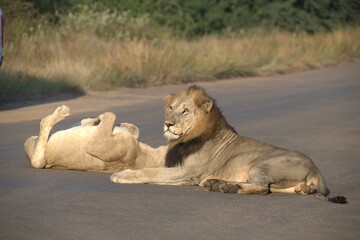 Lion on the road , Animal of africa