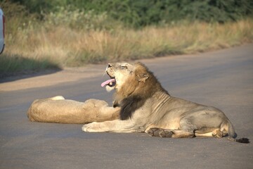Lion on the road , Animal of africa