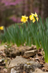 Obraz premium yellow daffodils in the woods with redbuds