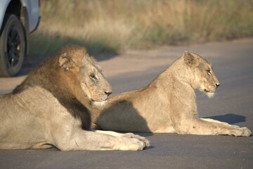 Lion on the road , Animal of africa