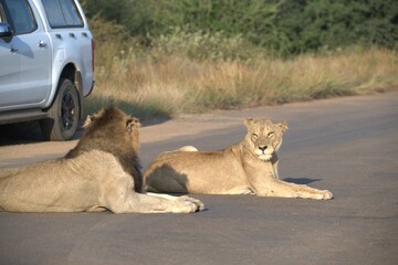 Lion on the road , Animal of africa