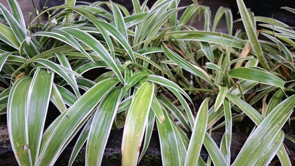 Obraz premium Air-Purifying Spider Plant (Chlorophytum comosum): A Lush Green Indoor Houseplant with Distinctive White-Edged Leaves, Ideal for Sustainable Office and Home Greenery